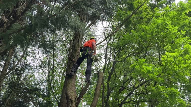 Best Tree Removal Services  in Plymouth Meeting, PA